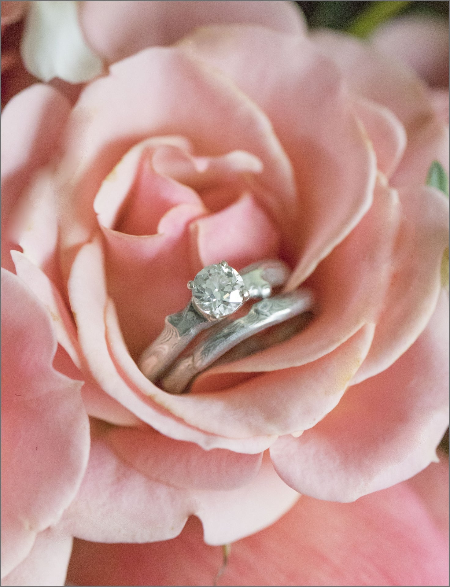 A silver diamond ring and a silver band sat inside a pink rose. These rings were designed and crafted by W.R. Metalarts who prioritise ethical and sustainable business practices in bringing bespoke and beautiful jewelry to their clients.